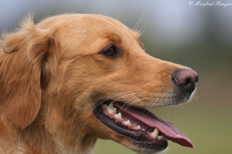 Hundeportrait - Golden Retriever