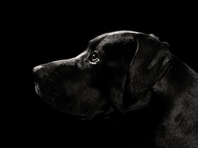 Hundeportrait II