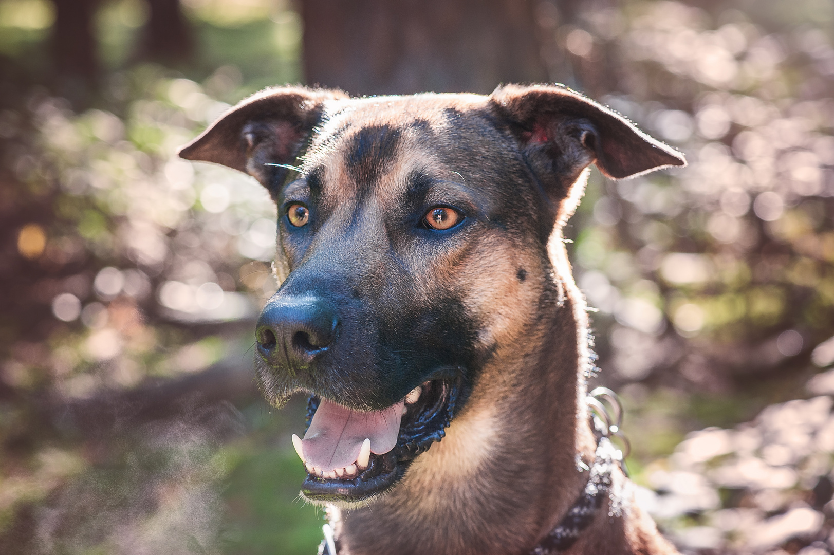 Hundeportrait im Gegenlicht