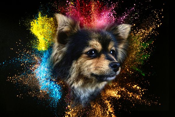 Hundeportrait im „holi powder“ Staub