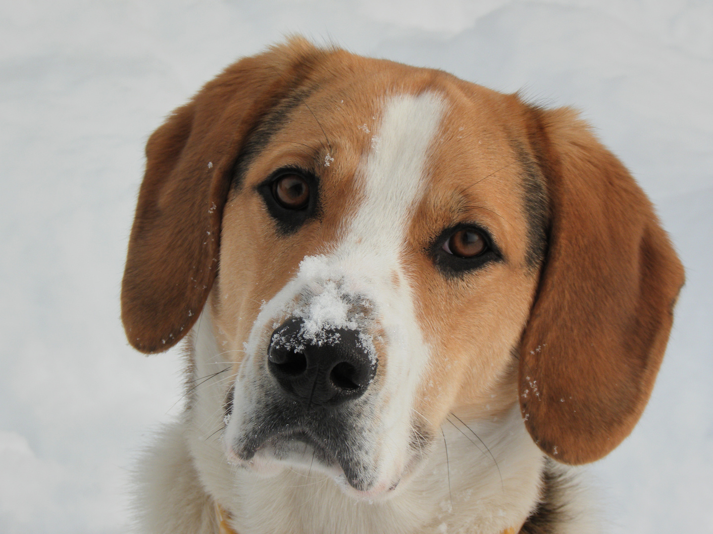 Hundeportrait im Schnee