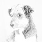 Hundeportrait in High Key