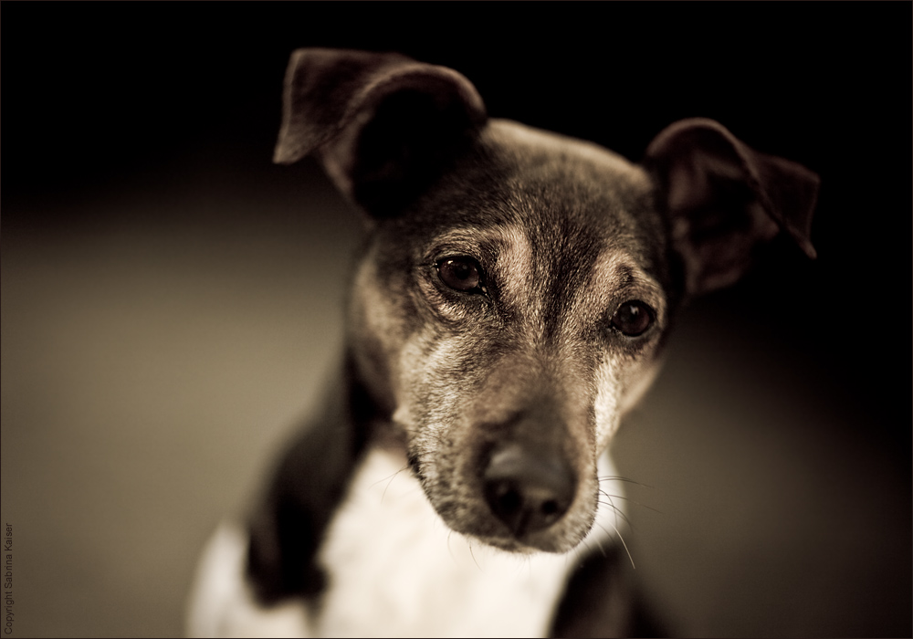 Hundeportrait in Sepia