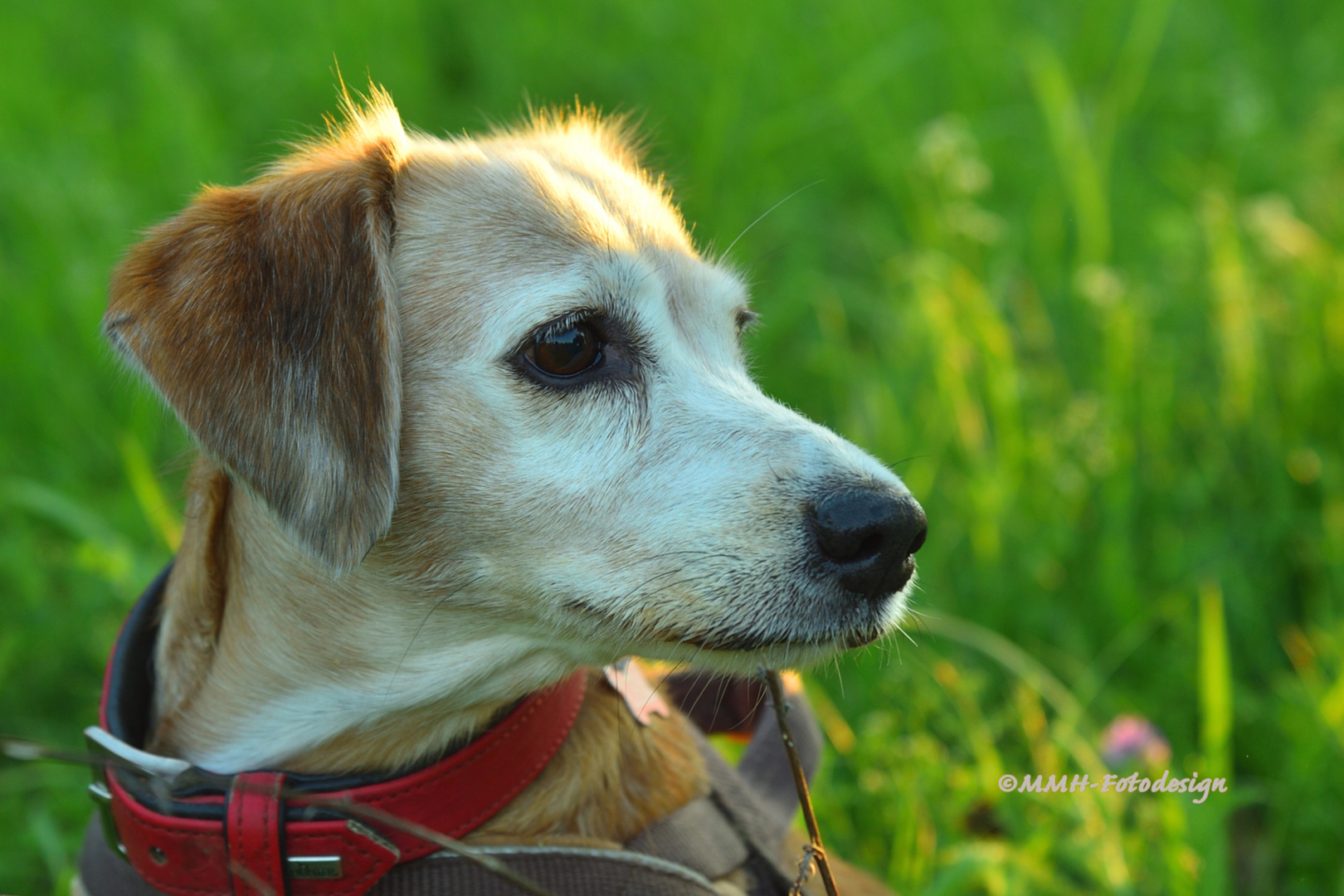 Hundeportrait Lea