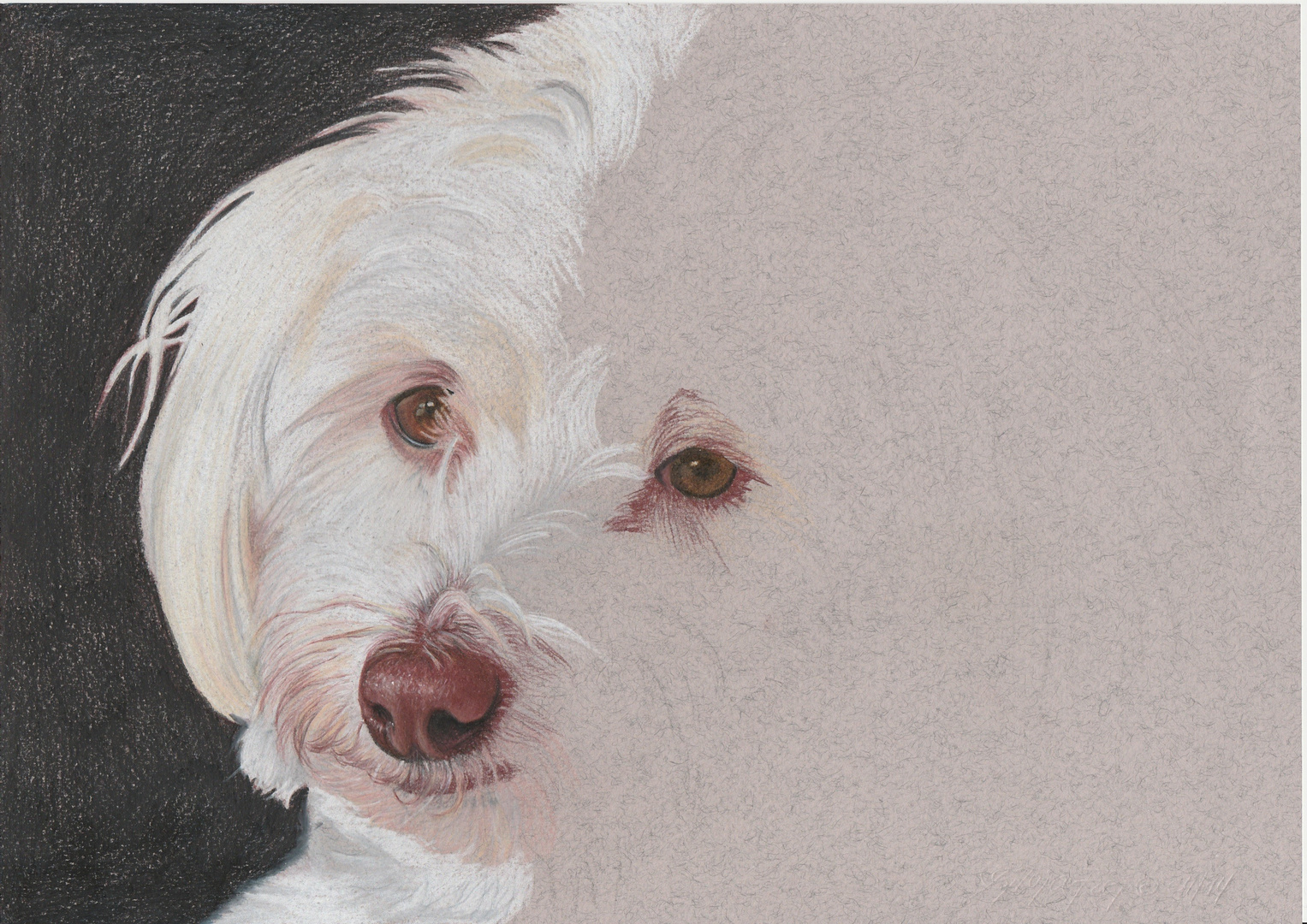 Hundeportrait - noch in Arbeit