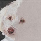 Hundeportrait - noch in Arbeit