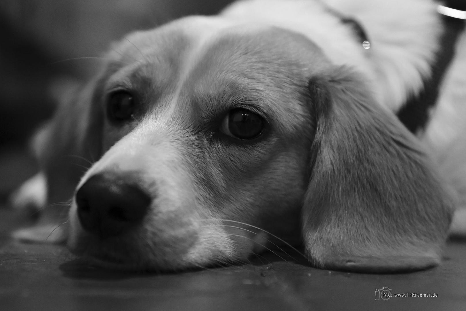 Hundeportrait-NZ7_0079 4