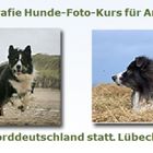 Hundeportraits und Hunde in Bewegung