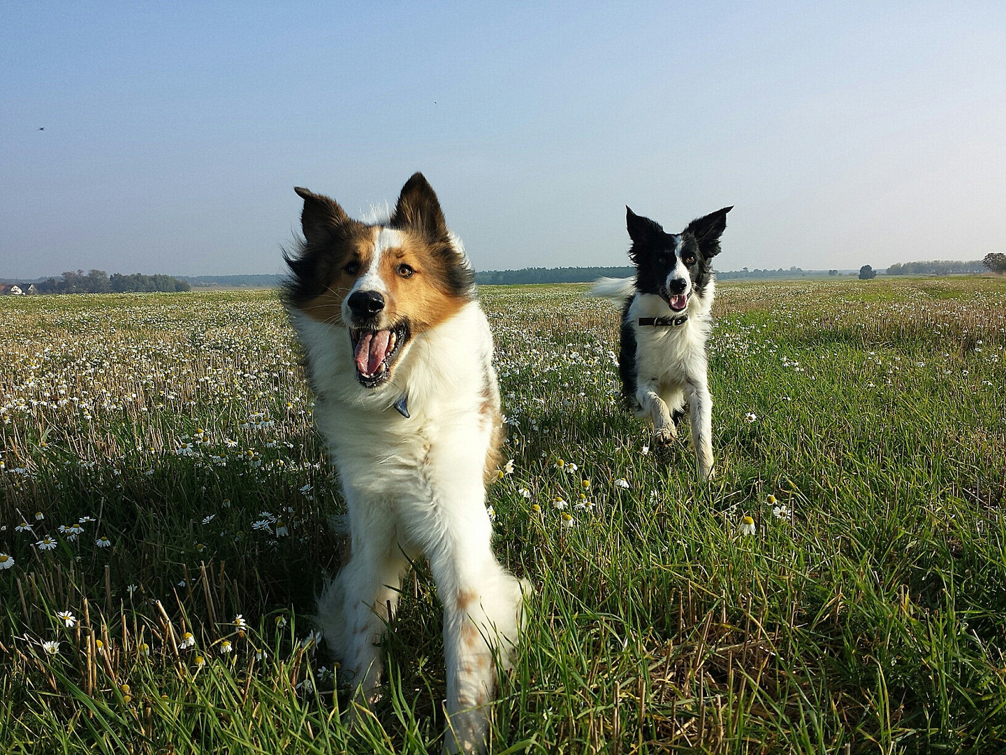 Hundepower im Doppelpack