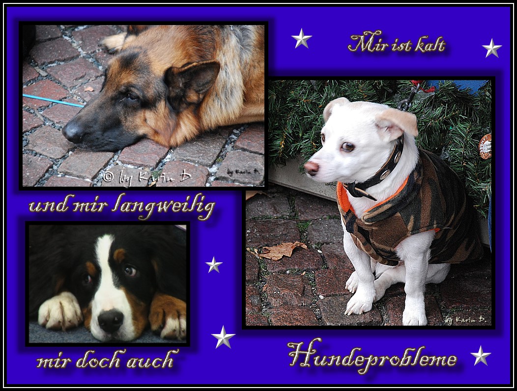 Hundeprobleme