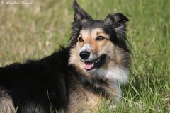 Hundeprotrait im Gras liegend