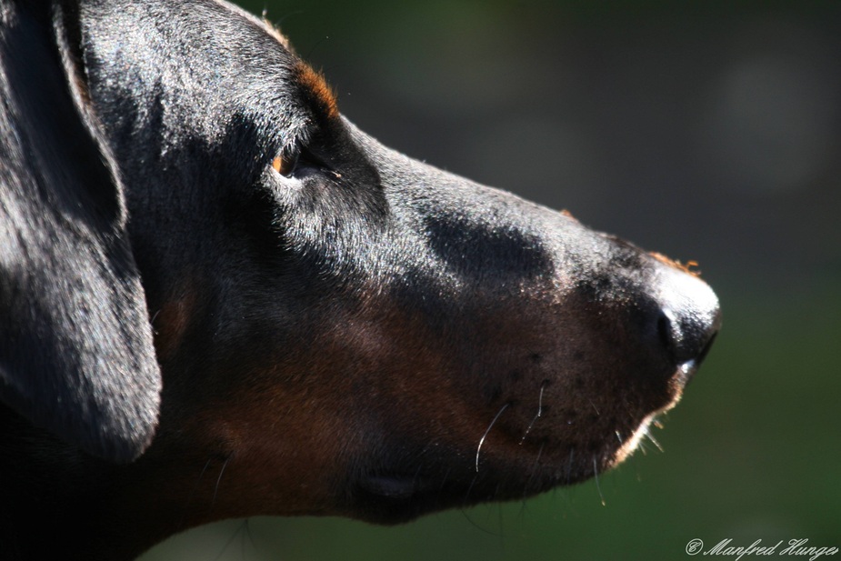 Hundeprotrait - seitlich