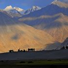 Hunder Nubra Valley / Ladakh