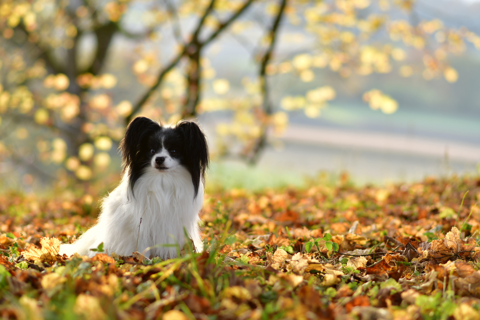 Hunderasse Papillon