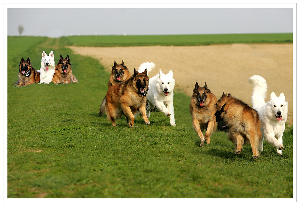 ***HUNDERENNEN***