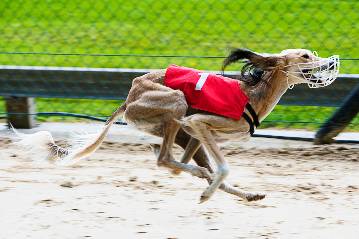 Hunderennen 1