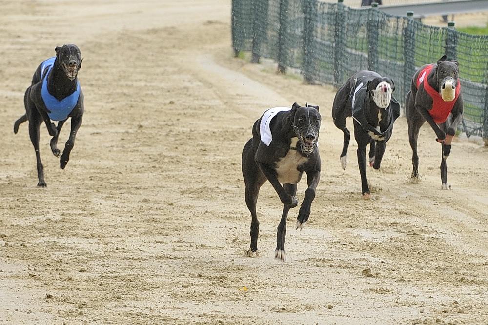 Hunderennen 10