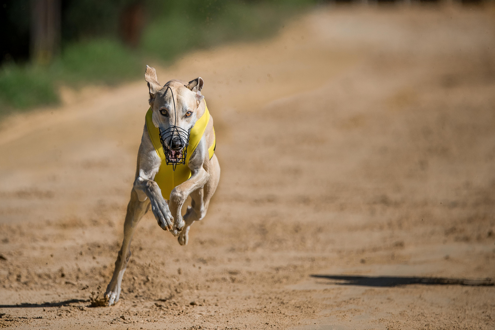 Hunderennen-3