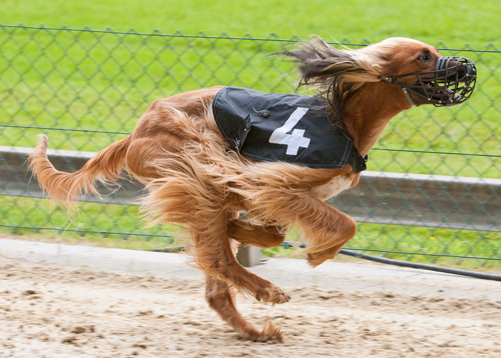 Hunderennen 3