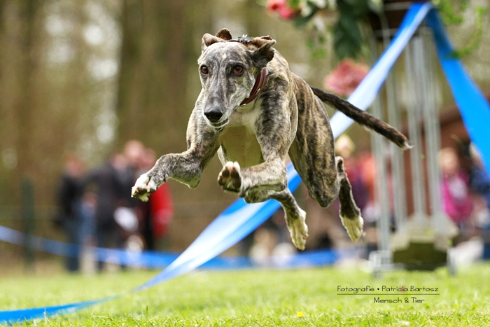 Hunderennen