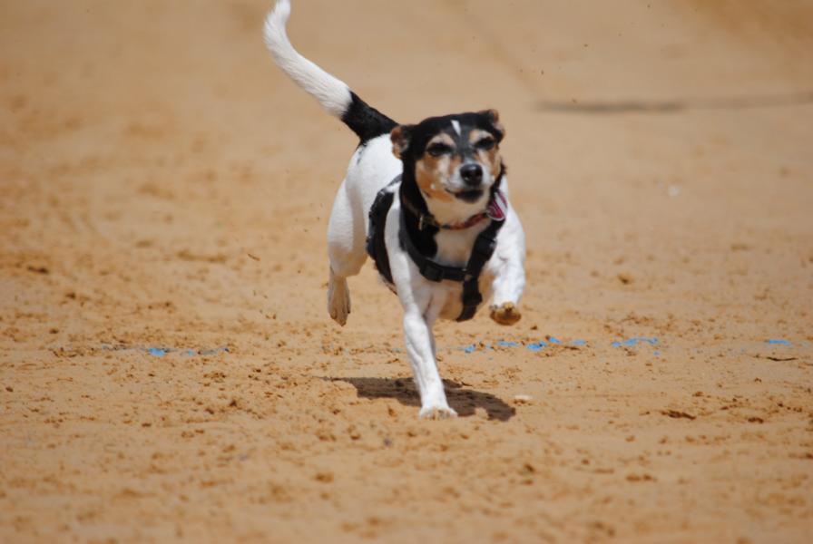 Hunderennen