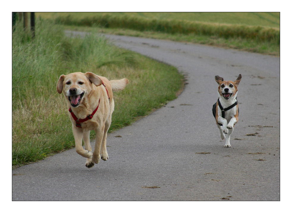 Hunderennen