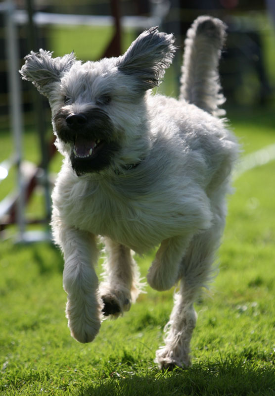 Hunderennen