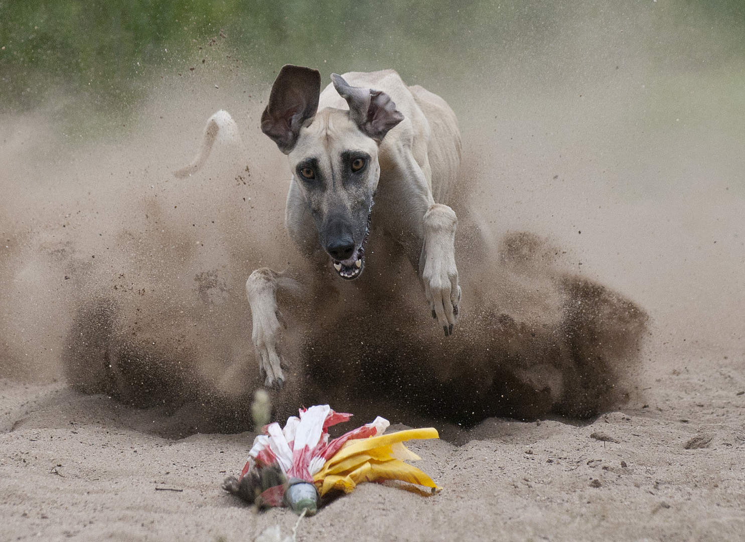 Hunderennen