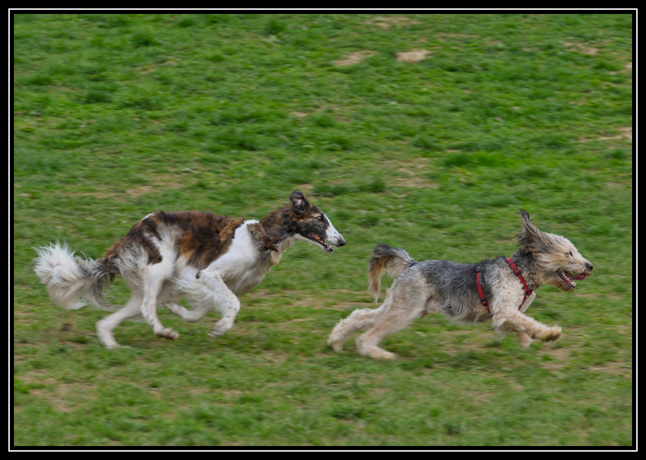 Hunderennen