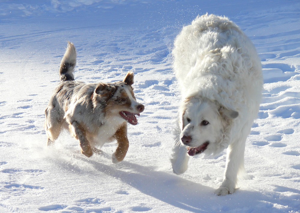 Hunderennen!!