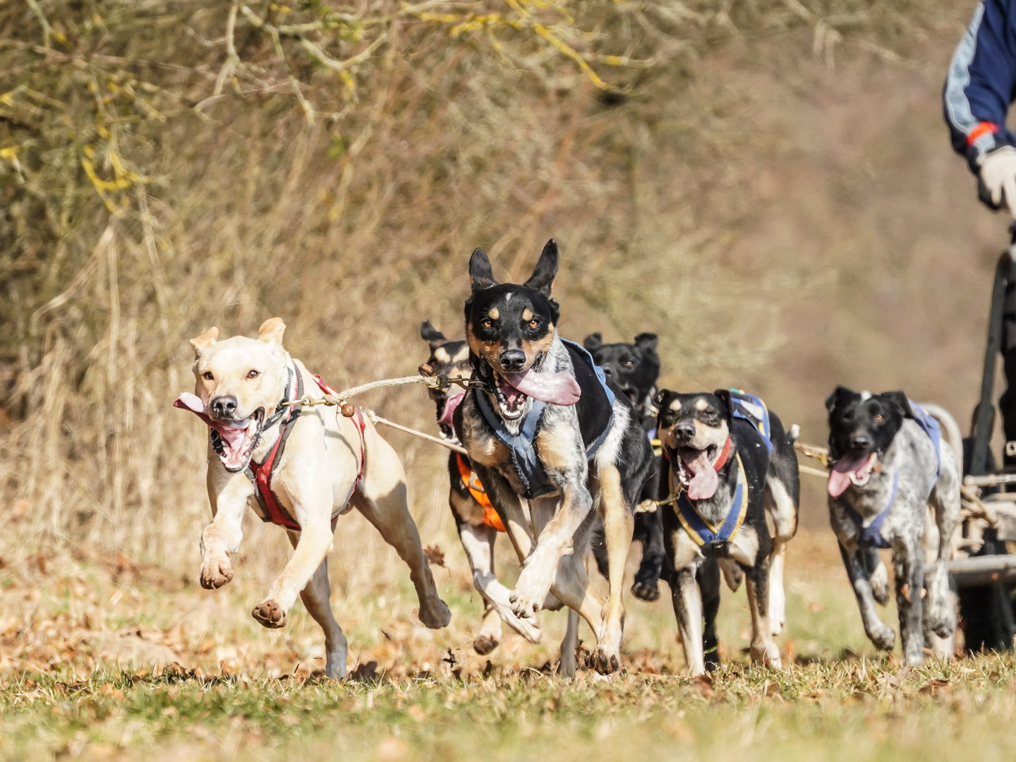 Hunderennen