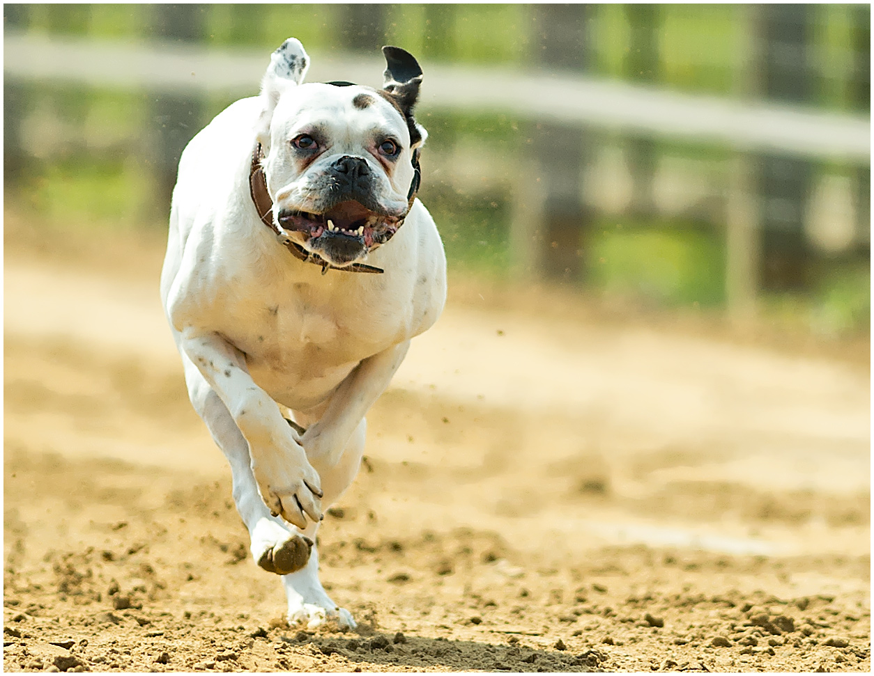 Hunderennen