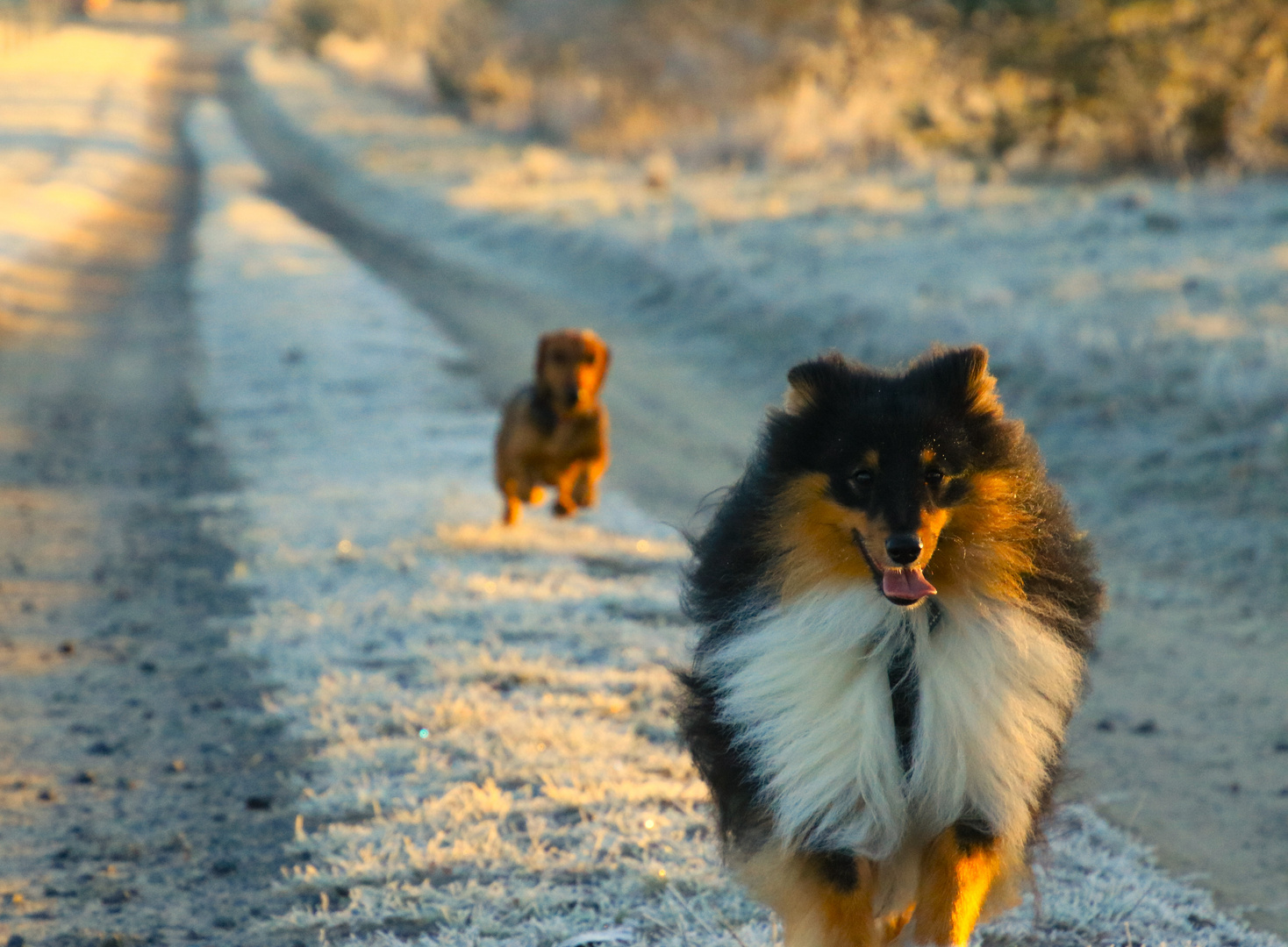 Hunderennen