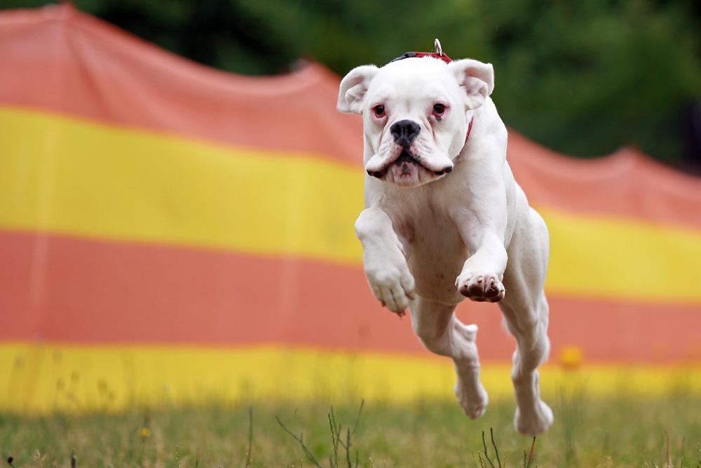 Hunderennen - Abby