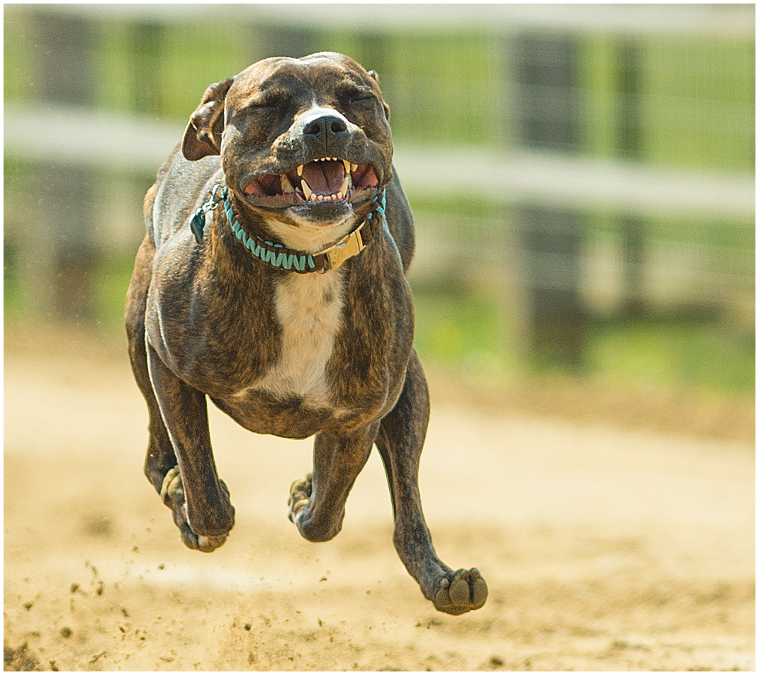 Hunderennen Deutschland Hunderennen Deutschland