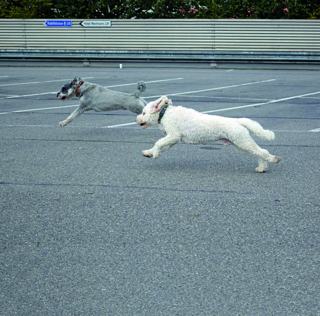 Hunderennen auf dem Parkdeck