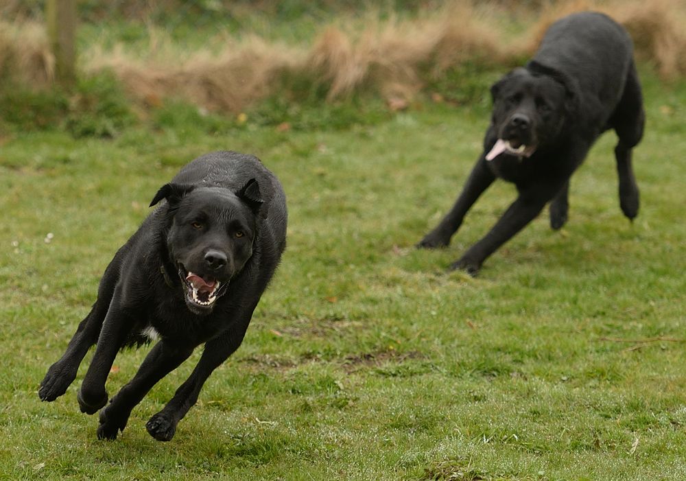 Hunderennen