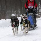 Hunderennen Braunlage