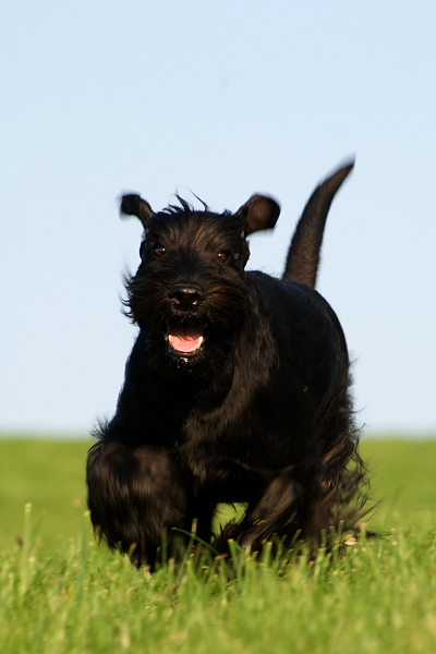 hunderennen