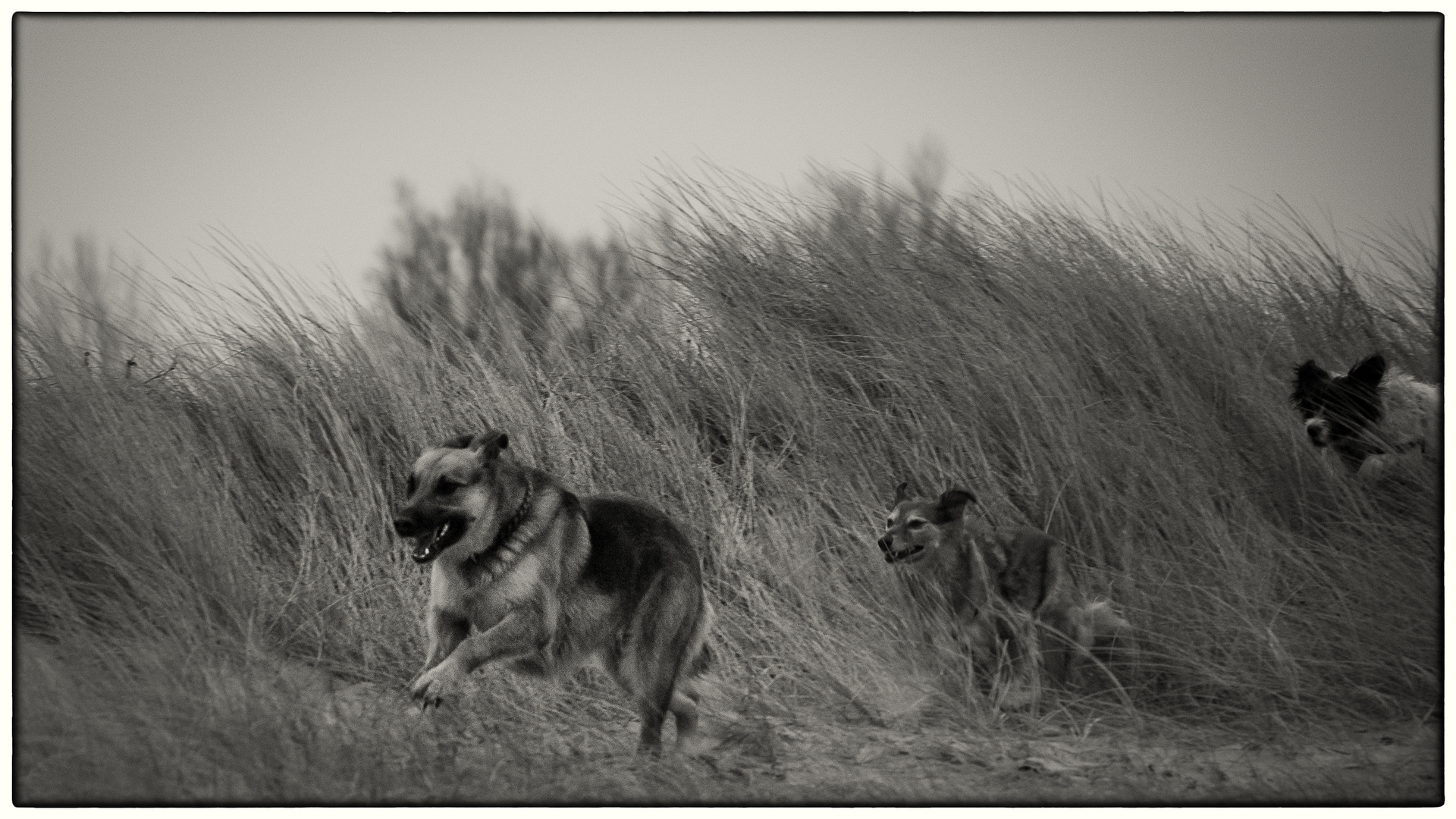 Hunde_rennen