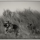 Hunde_rennen