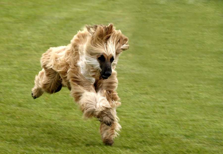 Hunderennen in Asbach 2