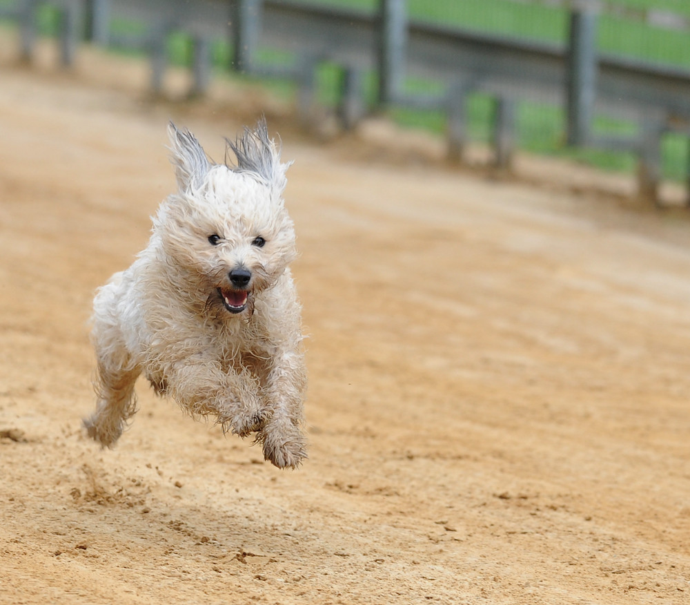 Hunderennen IV