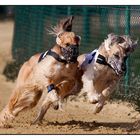 Hunderennen Sachsenheim