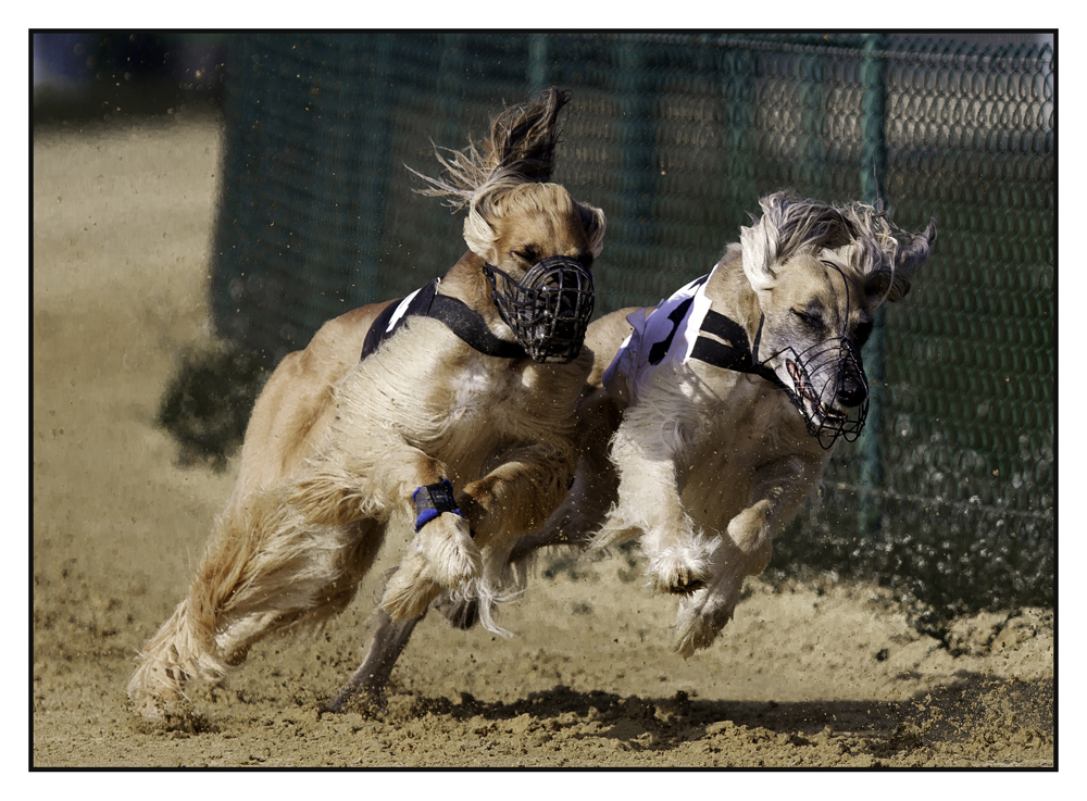 Hunderennen Sachsenheim