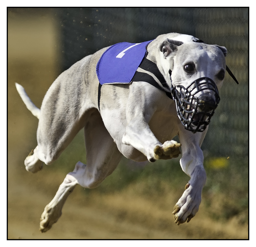 Hunderennen Hunderennen