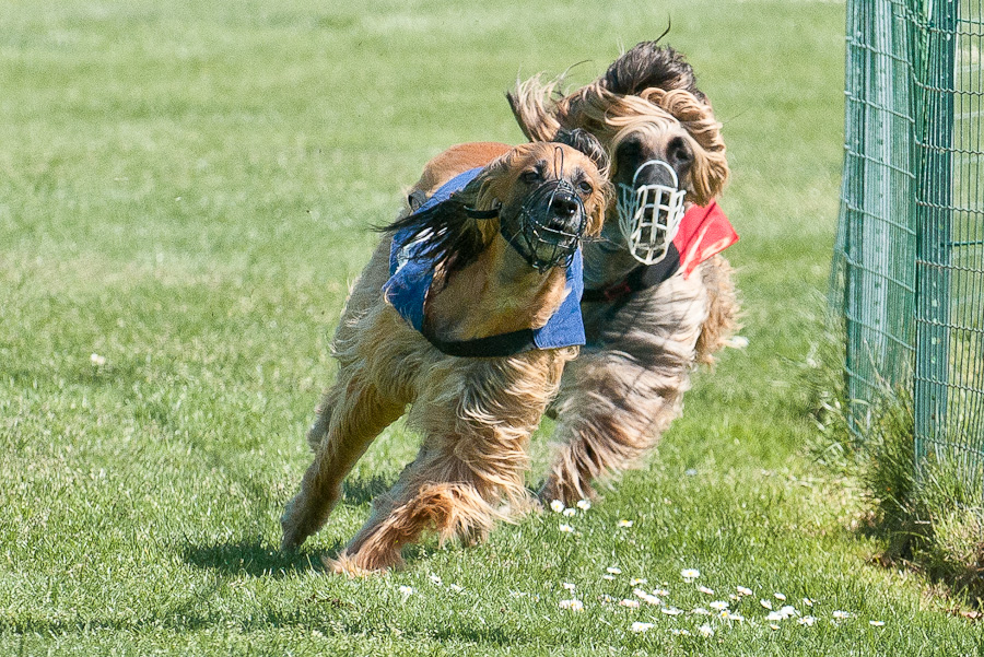 HUNDERENNEN VIIII