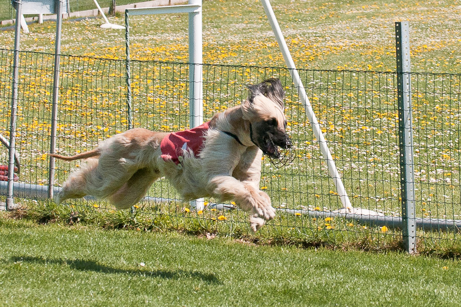 HUNDERENNEN XI