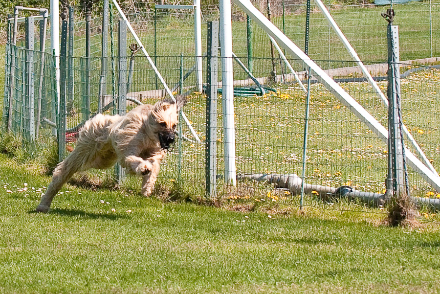 HUNDERENNEN XV