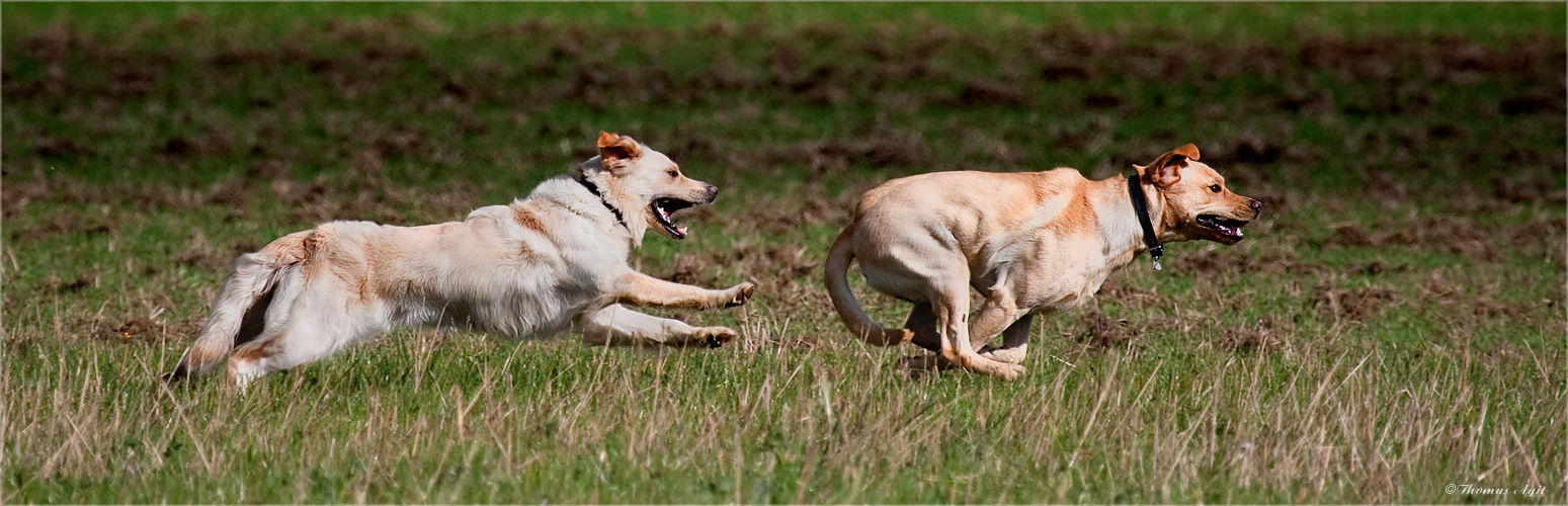 Hunderennpanorama